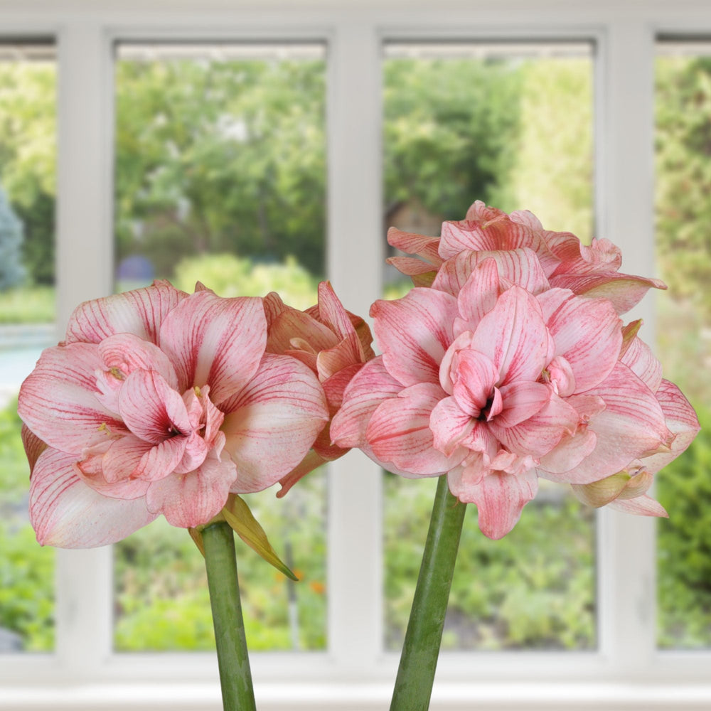 Amaryllis Replay Bulbs – Double Pink Amaryllis for Indoor & Holiday Blooms