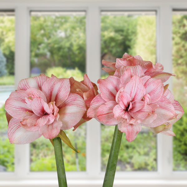 Amaryllis Replay Bulbs – Double Pink Amaryllis for Indoor & Holiday Blooms
