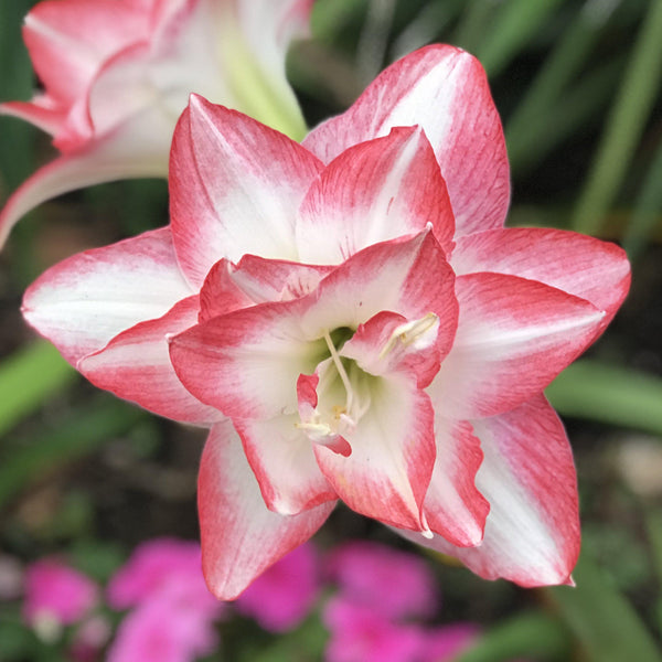 Amaryllis Blossom Peacock Bulbs – Fragrant Double Red & White Flowers