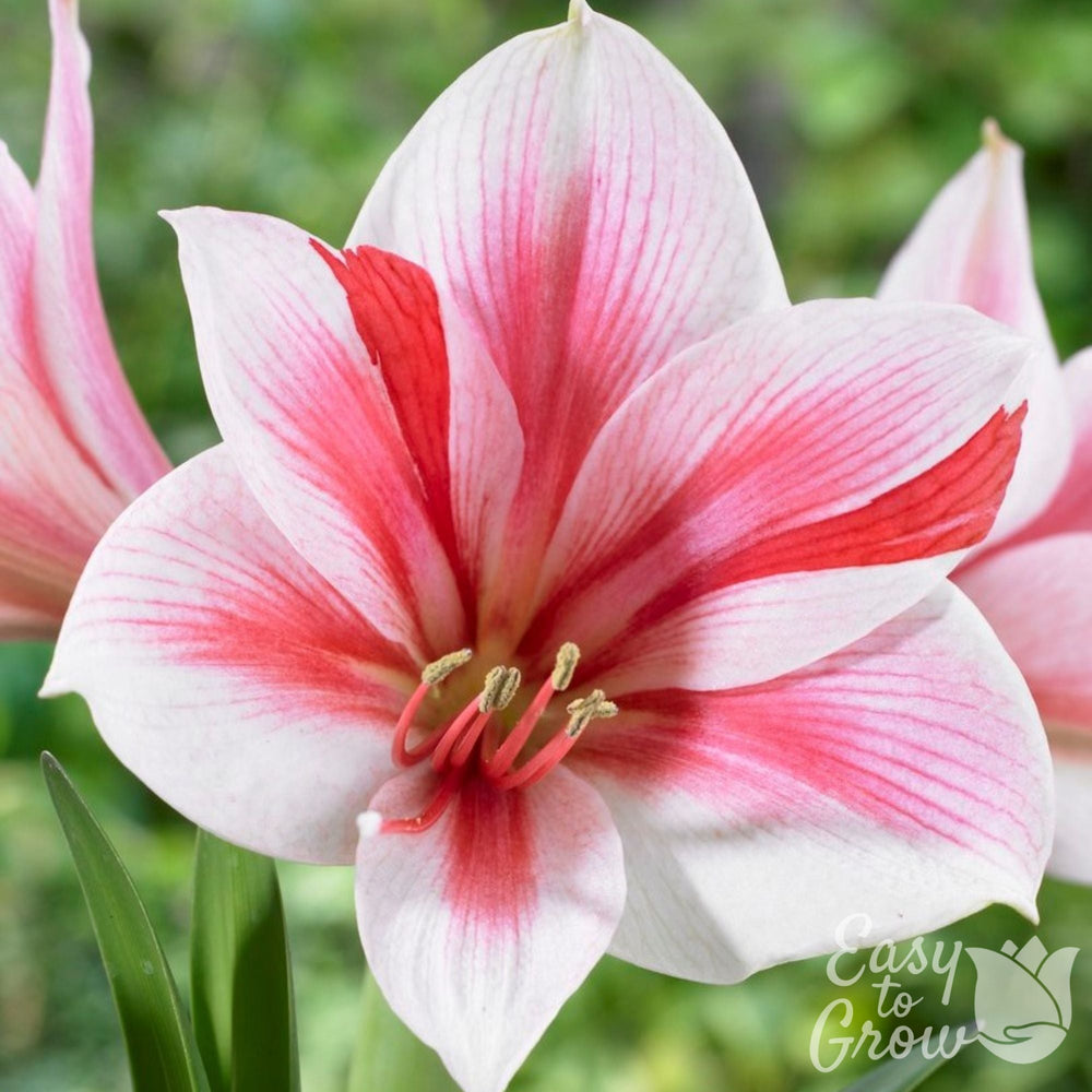 Amaryllis Gervase Bulbs – Brilliant Red, Pink & White Holiday Amaryllis