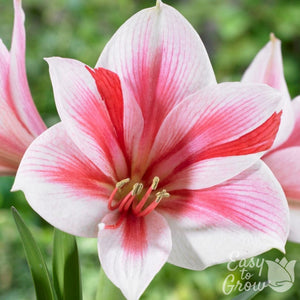 Amaryllis Gervase Bulbs – Brilliant Red, Pink & White Holiday Amaryllis