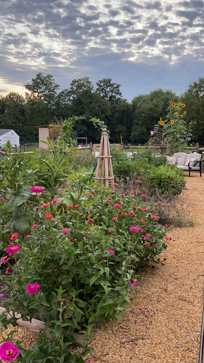 Country vegetable garden with obelisk, arches, and zinnias