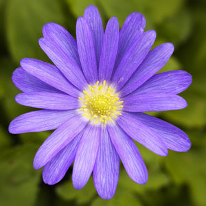Blanda Blue Anemone & White Hyacinth Bulbs