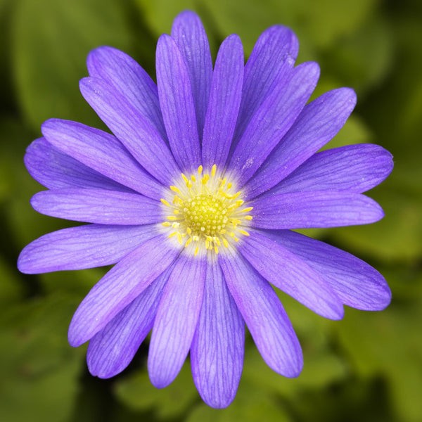 Blanda Blue Anemone & White Hyacinth Bulbs