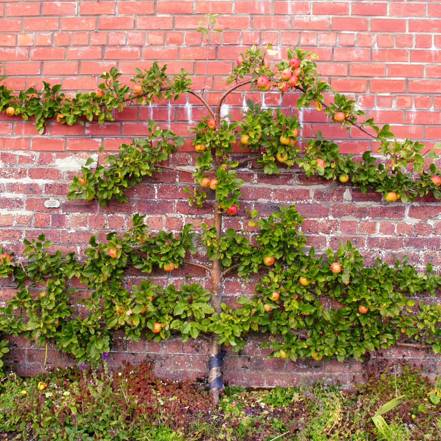 Apple espalier on brick wall