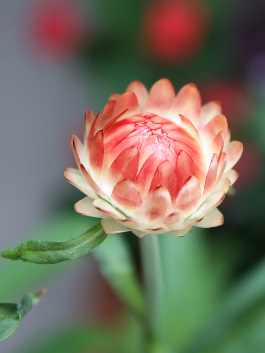 Apricot Peach Strawflower