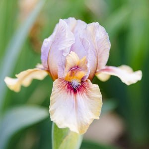 Califlora Creative Art Bearded Iris Rhizomes – Purple & Yellow Reblooming Iris (3 or 9 pack)