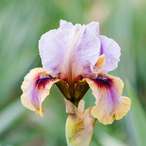 Califlora Creative Art Bearded Iris Rhizomes – Purple & Yellow Reblooming Iris (3 or 9 pack)