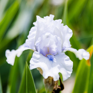 Bearded Iris Frosty Spirit Rhizomes – Reblooming Ice Blue & White Iris (3 or 9 count)