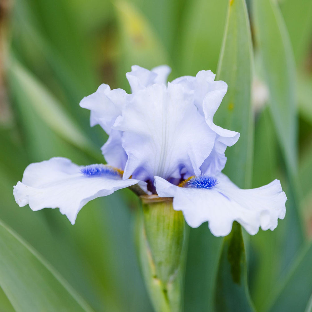 Bearded Iris Frosty Spirit Rhizomes – Reblooming Ice Blue & White Iris (3 or 9 count)