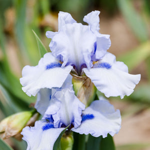 Bearded Iris Frosty Spirit Rhizomes – Reblooming Ice Blue & White Iris (3 or 9 count)