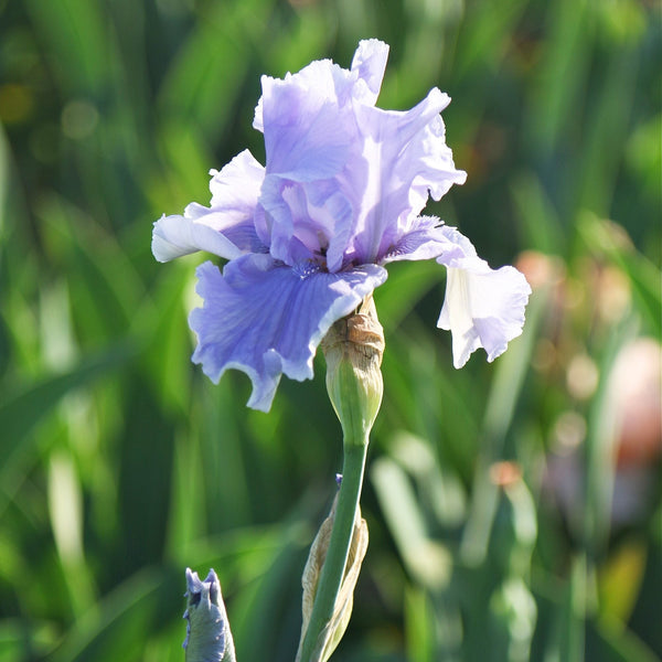 Califlora Rio Vista Bearded Iris Rhizomes – Lavender Purple Reblooming Iris (3 or 9 count)
