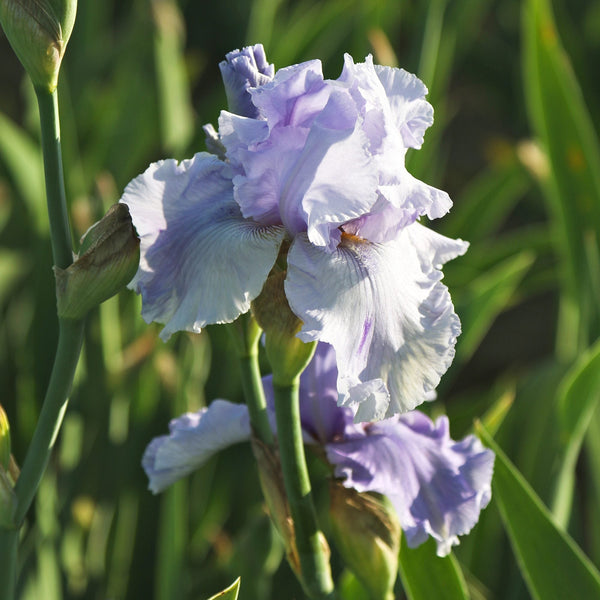 Califlora Rio Vista Bearded Iris Rhizomes – Lavender Purple Reblooming Iris (3 or 9 count)