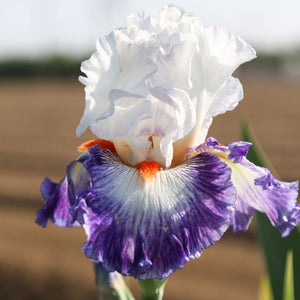 Bearded Iris Gypsy Lord – Fragrant Reblooming Purple & White Iris Rhizomes (3 or 9 pack)