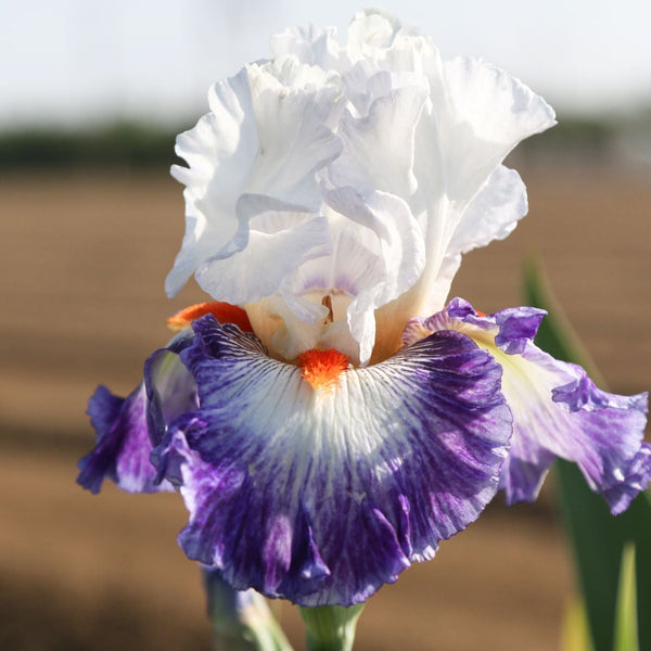 Bearded Iris Gypsy Lord – Fragrant Reblooming Purple & White Iris Rhizomes (3 or 9 pack)