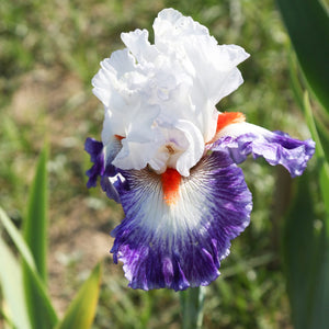 Bearded Iris Gypsy Lord – Fragrant Reblooming Purple & White Iris Rhizomes (3 or 9 pack)