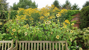 Italian White Sunflower Seeds