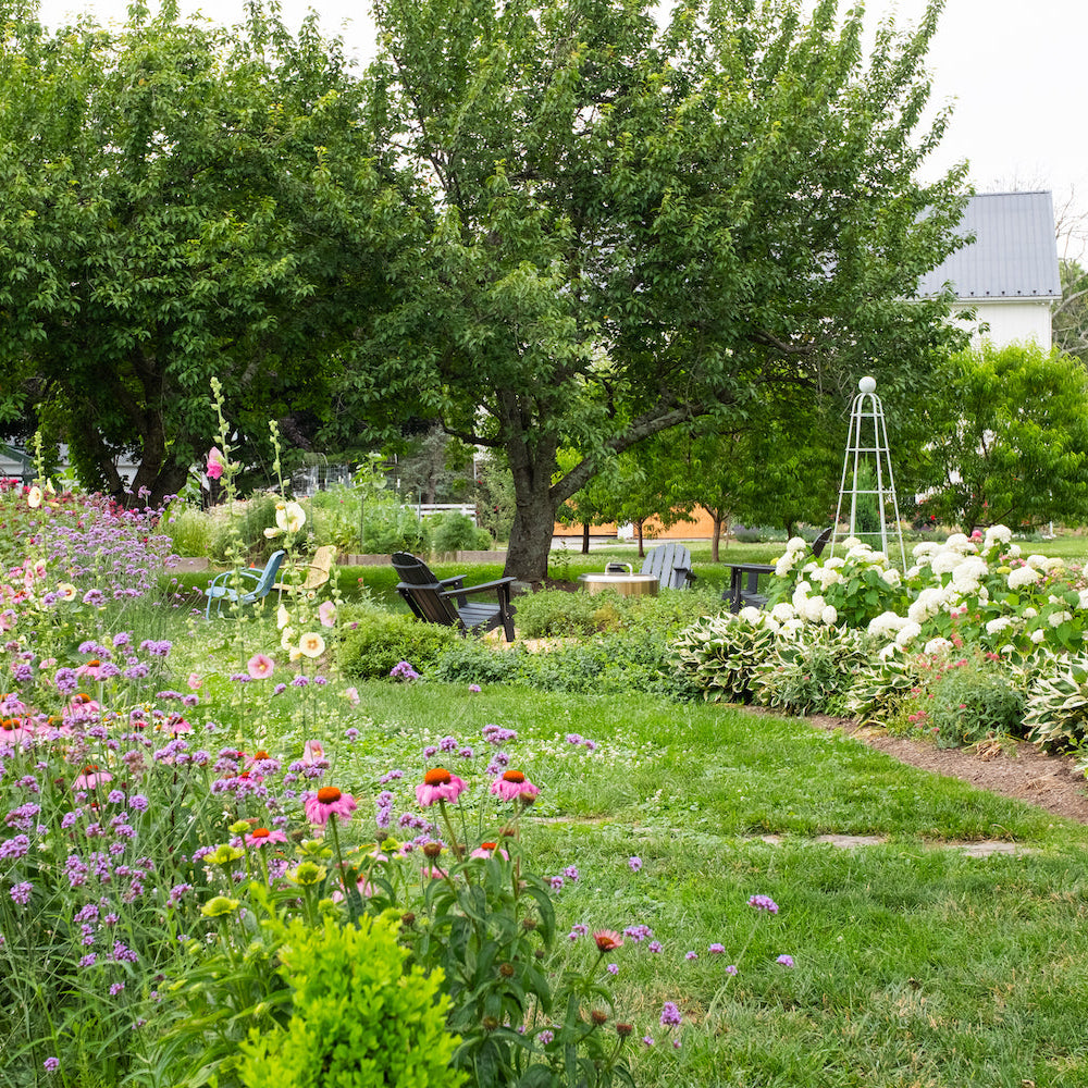Backyard cottage garden rose obelisk, hydrangeas, and hollyhocks in a colorful garden