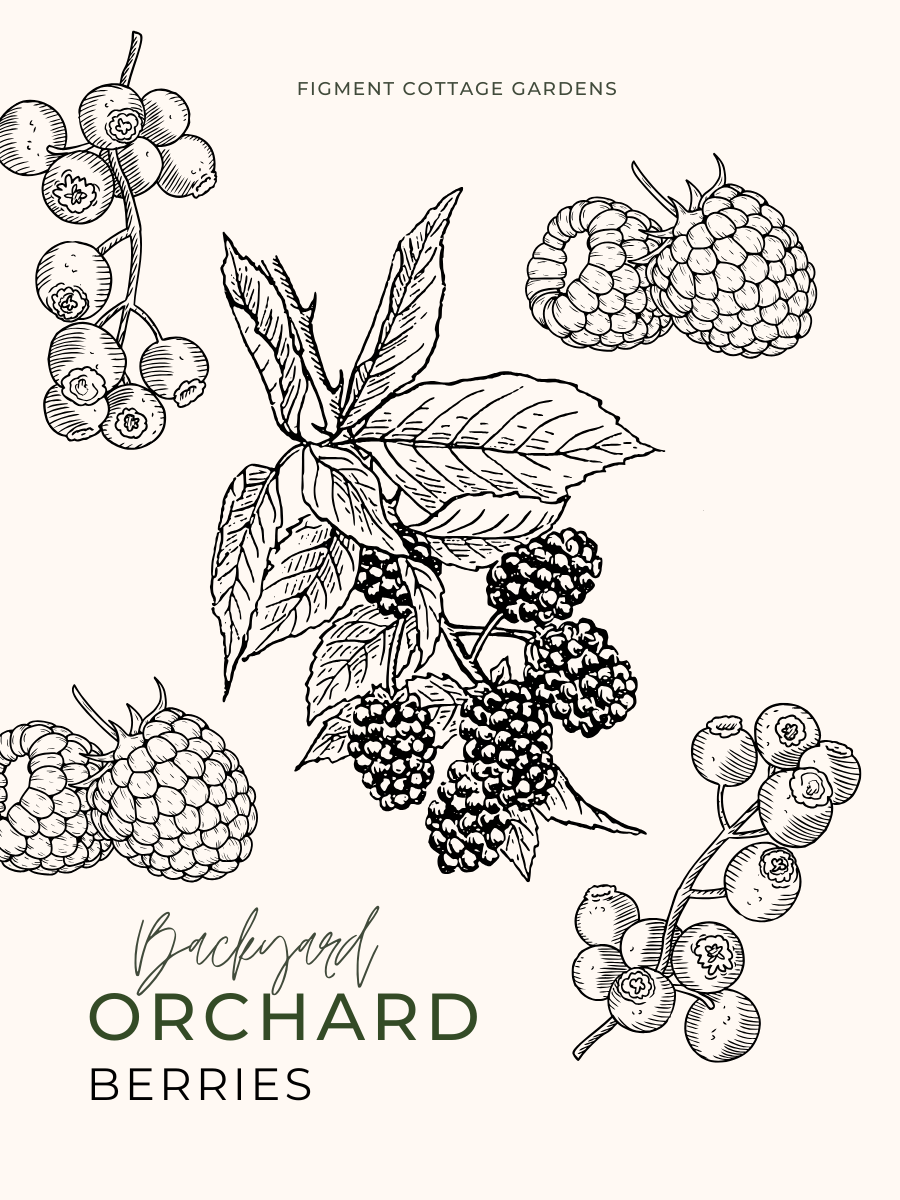 Backyard Orchard Planting Guide: Berries