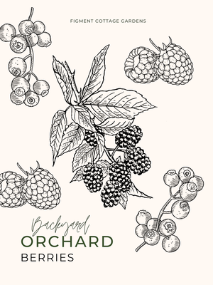 Backyard Orchard Planting Guide: Berries