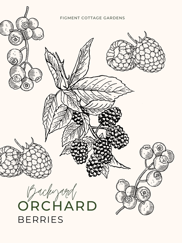 Backyard Orchard Planting Guide: Berries