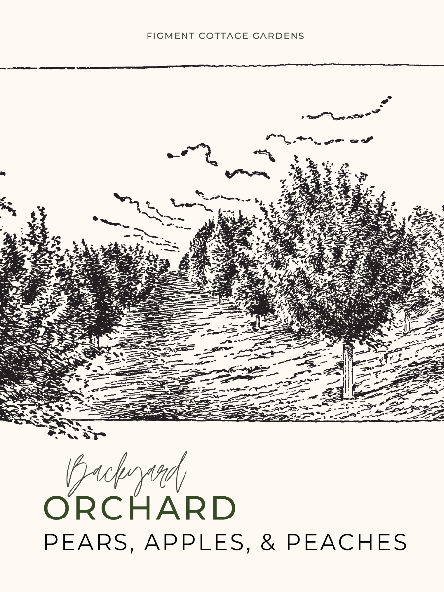 Illustration of an orchard with trees and a path, labeled 'Backyard Orchard Pears, Apples, & Peaches'.

