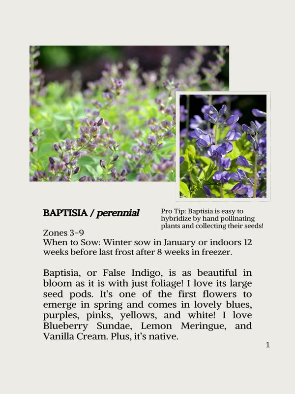 Baptisia plant with text about its care and characteristics on a white background

