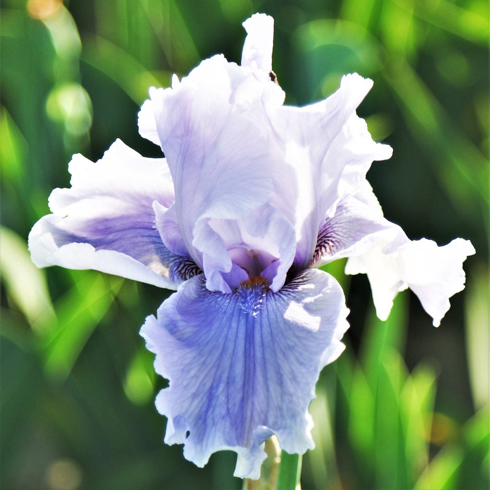 Califlora Rio Vista Bearded Iris Rhizomes – Lavender Purple Reblooming Iris (3 or 9 count)