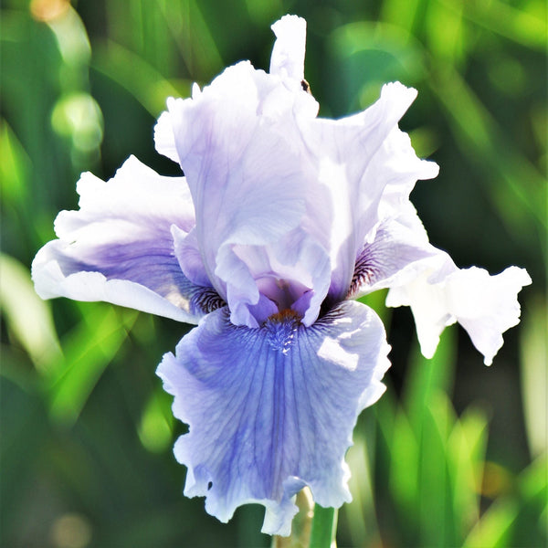 Califlora Rio Vista Bearded Iris Rhizomes – Lavender Purple Reblooming Iris (3 or 9 count)
