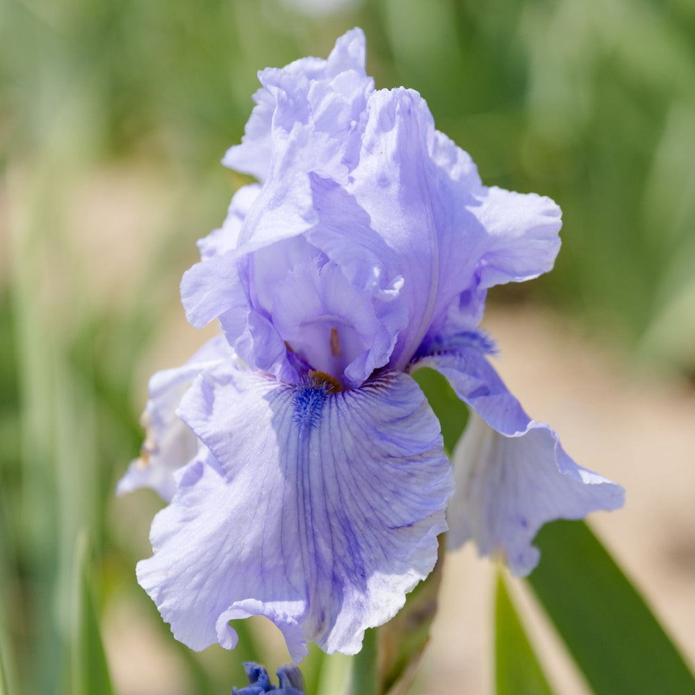 Califlora Rio Vista Bearded Iris Rhizomes – Lavender Purple Reblooming Iris (3 or 9 count)