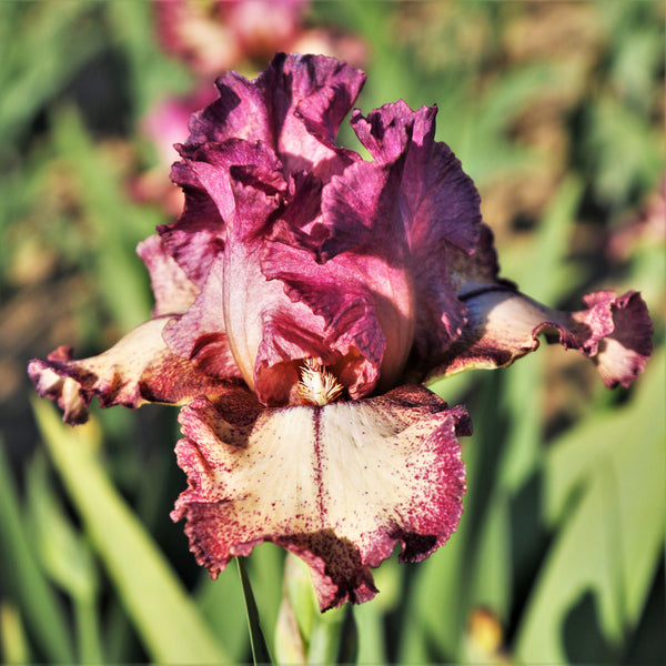 California Rock Star Reblooming Bearded Iris (6 or 9-pack)