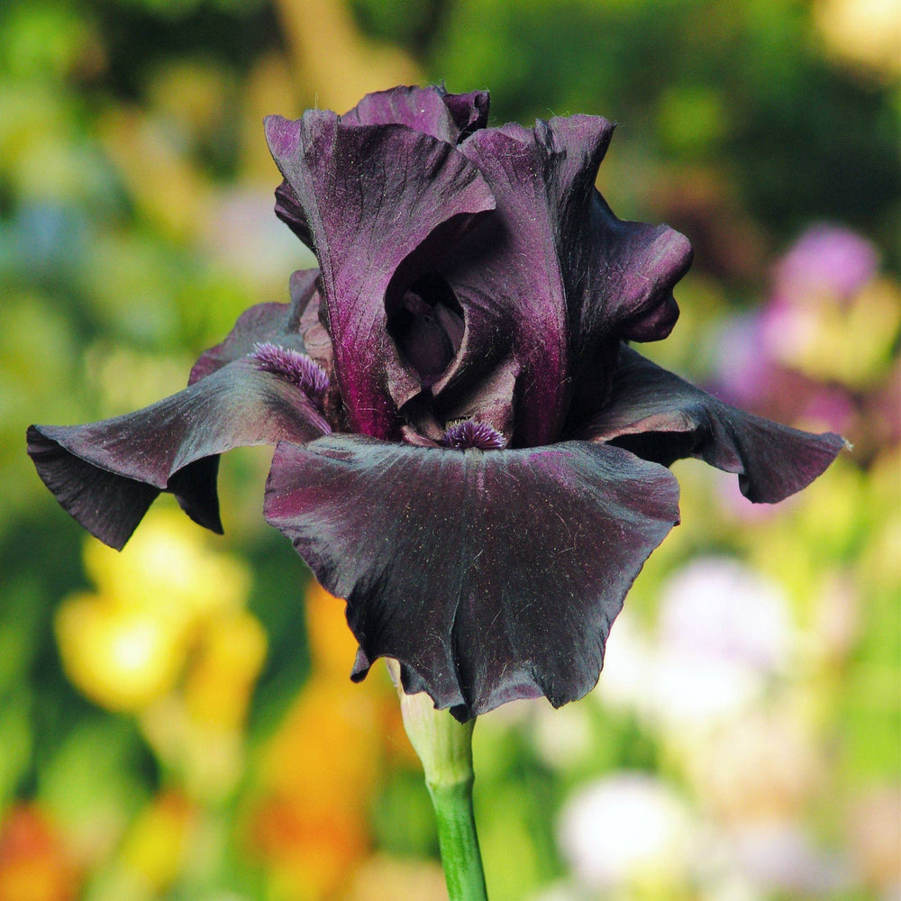 Bearded Iris Califlora Superstition – Almost Black Reblooming Iris Rhizomes (3 or 9 pack)