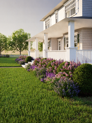 Neatly maintained lawn with purple flowers, boxwoods, and hydrangeas in a foundation border garden.

