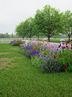 Colorful rose garden and cottage garden with a white picket fence in the background

