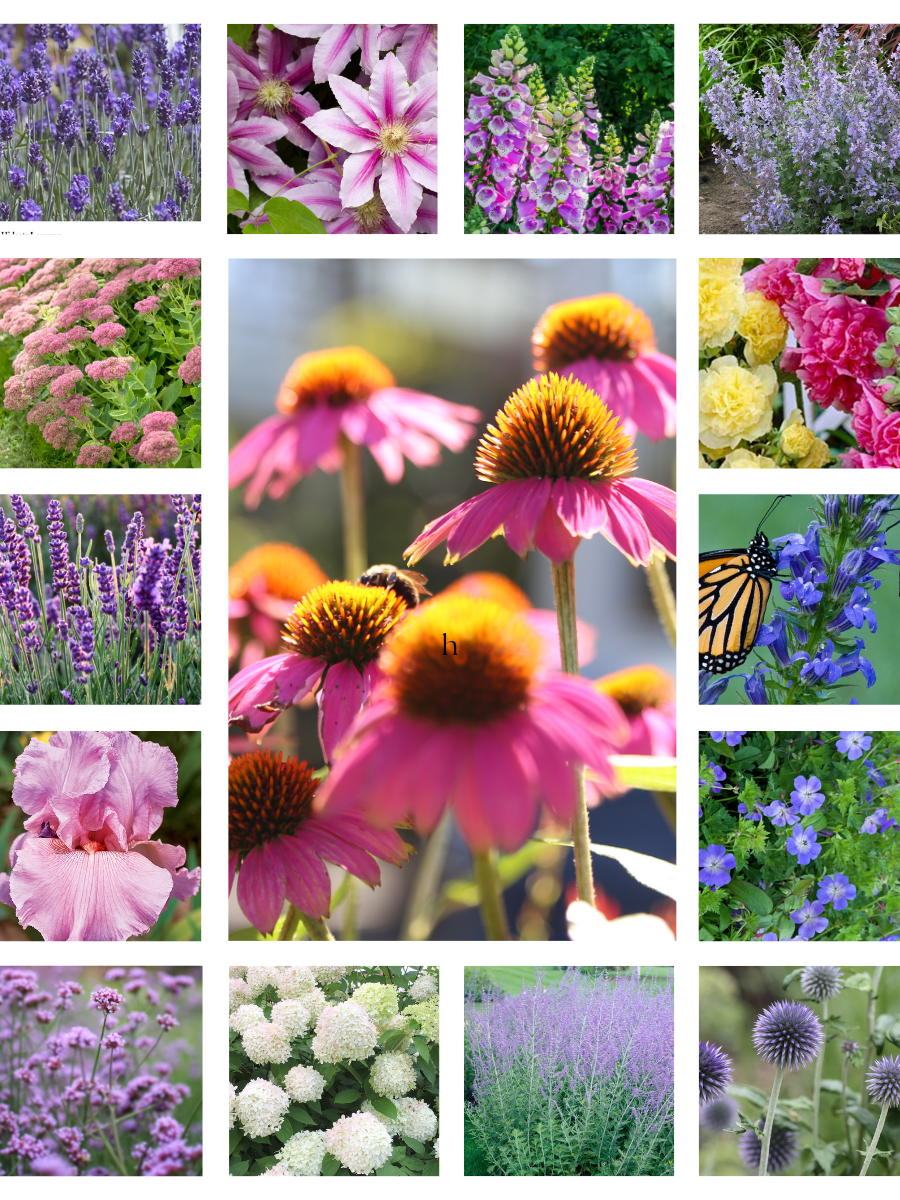 Collage of various flowers including lavender, pink, and purple in a border garden planting plan.