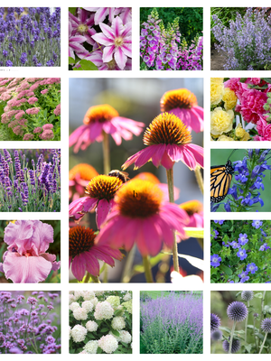 Collage of various flowers including lavender, pink, and purple in a border garden planting plan.