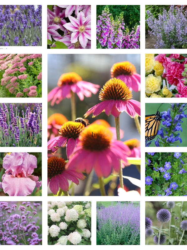 Collage of various flowers including lavender, pink, and purple in a border garden planting plan.