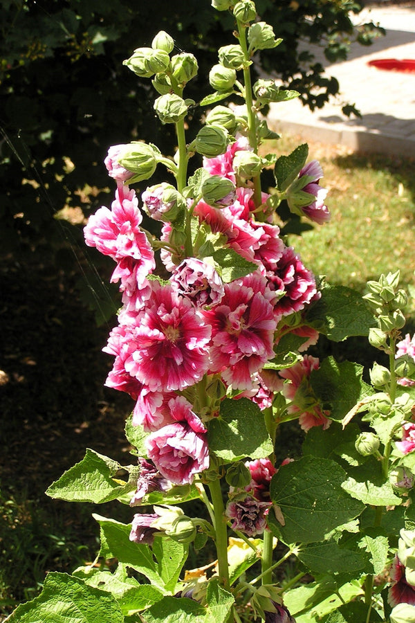 Majorette Hollyhock Seeds - Mixed Colors, Dwarf Double