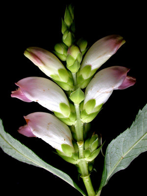 Turtlehead Seeds