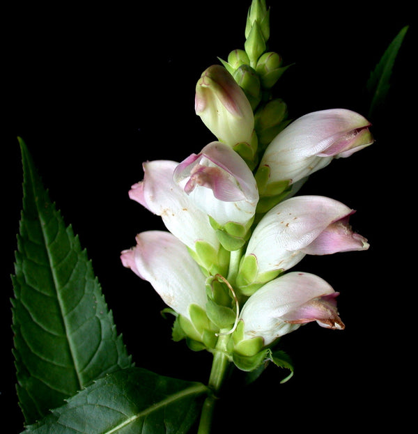 Turtlehead Seeds