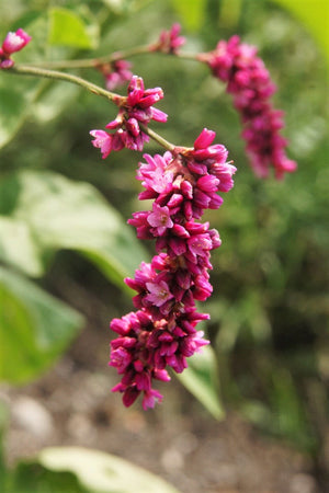 Kiss Me Over The Garden Gate Amaranthus Seeds