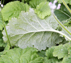 Fairy Primrose Seeds