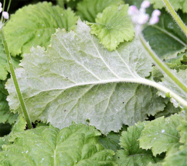 Fairy Primrose Seeds