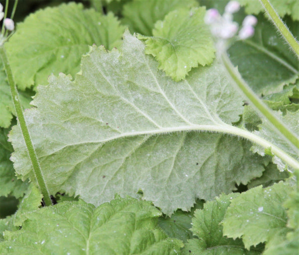 Fairy Primrose Seeds