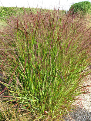 Switch Grass Seeds