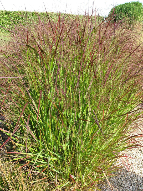 Switch Grass Seeds