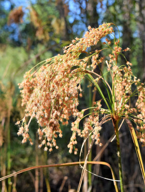 Woolgrass Seeds