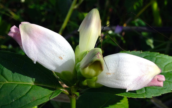 Turtlehead Seeds