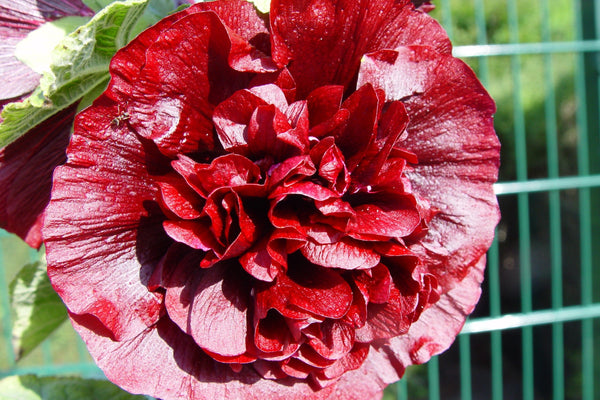 Majorette Hollyhock Seeds - Mixed Colors, Dwarf Double