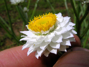 White Winged Everlasting Seeds
